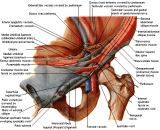 Anatomie: buikwand,rug,rugspier,buikspier,musculus obliquus,musculus transversus,musculus rectus,Poupart,ligamentum inguinalis,lattisimus dorsi,a. epigastrica,serratus anterior,trapezius,gluteus,teres major,teres minor,rhomboideus,supraspinatus,infraspinatus,levetor scapulae